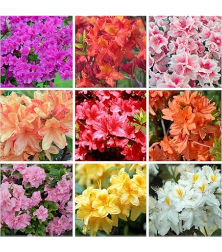 MultiColour Rhododendron Flower Seeds for Planting Drought Tolerant Heirloom & GMO Free Seeds for Home Garden
 
 Sale
