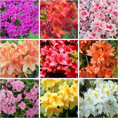 100 Pcs