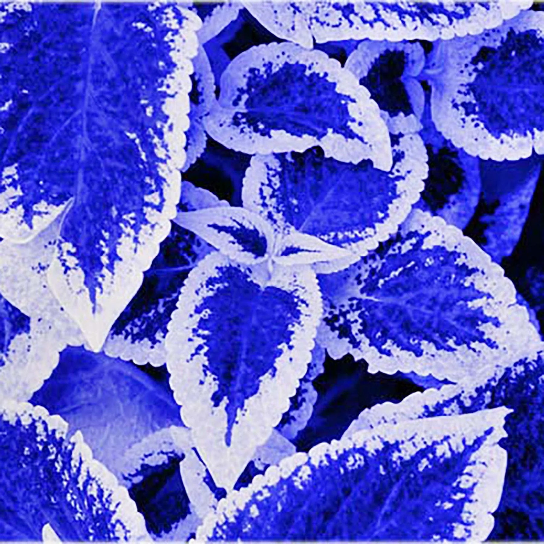 Blue White Coleus Flower seeds for Planting Vibrant Colors Heirloom & GMO Free Seeds for Home Garden
