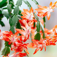 Orange Schlumbergera Flower seeds for Planting Perfect for Borders Heirloom & GMO Free Seeds for Home Garden