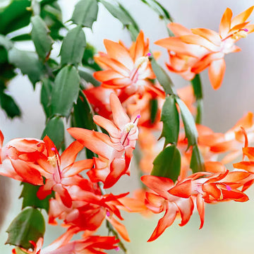 Orange Schlumbergera Flower seeds for Planting Perfect for Borders Heirloom & GMO Free Seeds for Home Garden
