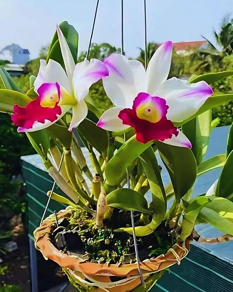 Pink White Cattleya Hybrida Flower seeds for Planting - Perfect for Borders, Heirloom & GMO Free Seeds for Home Garden