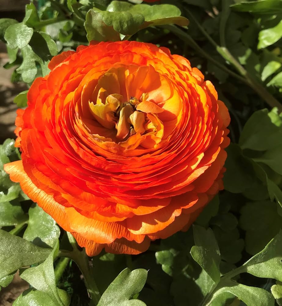 Yellow Red Ranunculus Flower seeds for Planting - Perfect for Borders, Heirloom & GMO Free Seeds for Home Garden