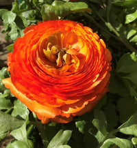 Yellow Red Ranunculus Flower seeds for Planting - Perfect for Borders, Heirloom & GMO Free Seeds for Home Garden