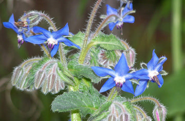 Borage Heirloom Non GMO Planting Flower seeds for Planting Perfect for Borders Heirloom & GMO Free Seeds for Home Garden