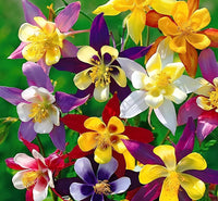 Mixed Aquilegia Flower seeds for Planting Garden Favorite Heirloom & GMO Free Seeds for Home Garden 
 
 Sale