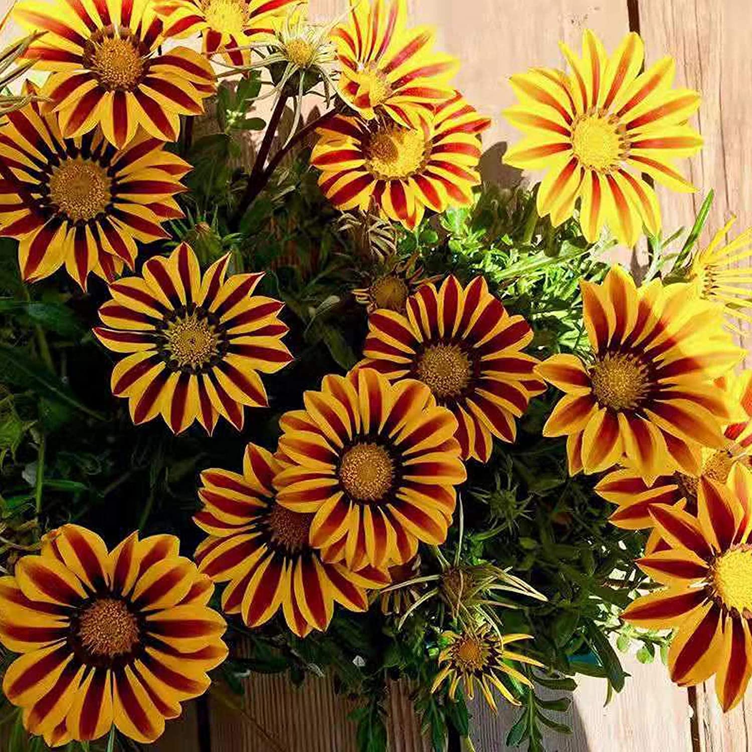 Gazania Kiss Lemon Yellow Gazania rigens Seeds for Planting flower bed rock garden