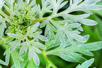 Absinthe Wormwood Seeds for Planting - Premium Quality