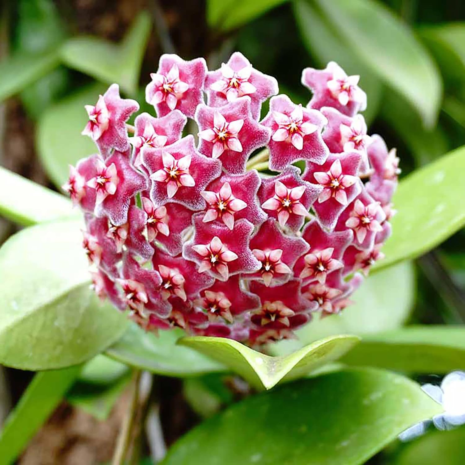 Red Hoya Flower Seeds for Planting - Vibrant Star-Shaped Blooms