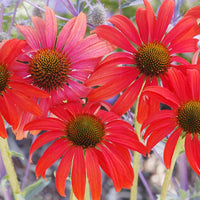 Tomato Soup Coneflower Echinacea spp. Seeds for Planting in Flower Bed