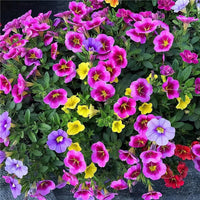 Tacoli Bonsai Petunia Flower seeds for Planting Seasonal Bloomer Heirloom & GMO Free Seeds for Home Garden