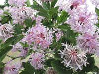 Dais Cotinifolia Flower seeds for Planting Vibrant Colors Heirloom & GMO Free Seeds for Home Garden 
 
 Sale