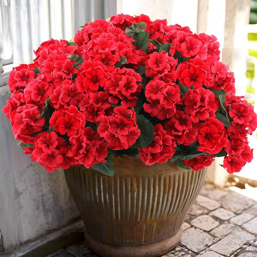 Red Geranium Flower seeds for Planting Vibrant Colors Heirloom & GMO Free Seeds for Home Garden
 
 Sale