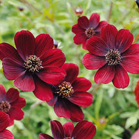 Vibrant Mixed Dassi Seeds for Spring and Summer Planting