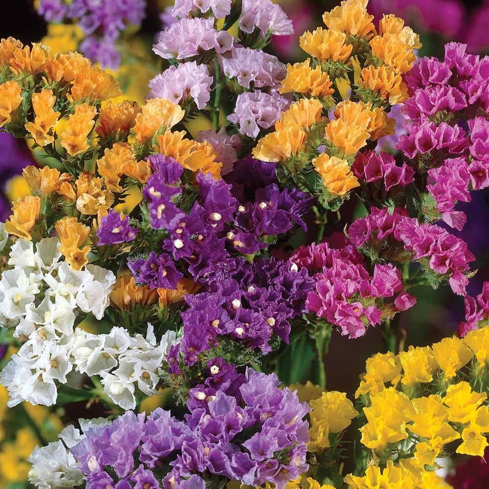 Statice Flower seeds for Planting Cut Flower Favorite Heirloom & GMO Free Seeds for Home Garden