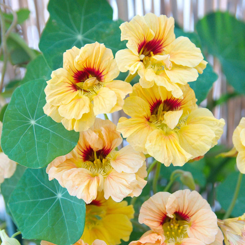 Yellow Tropaeolum Majus Flower Seeds for Planting Seasonal Bloomer Heirloom & GMO Free Seeds for Home Garden
 
 Sale