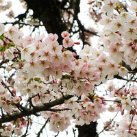 Yoshino Flower seeds for Planting - Compact Growth, Heirloom & GMO Free Seeds for Home Garden