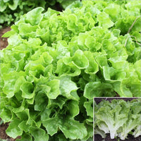 Mixed Lettuce Seeds for Planting