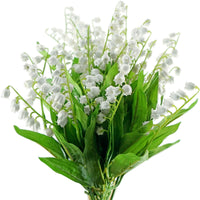 Maiglöckchen Flowers Indoor Rare Bell-Orchidee Seeds