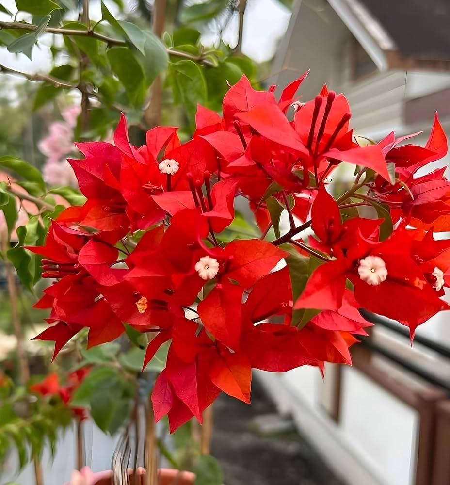 Bougainvillea Spectabilis Flower seeds for Planting - Pollinator Friendly, Heirloom & GMO Free Seeds for Home Garden