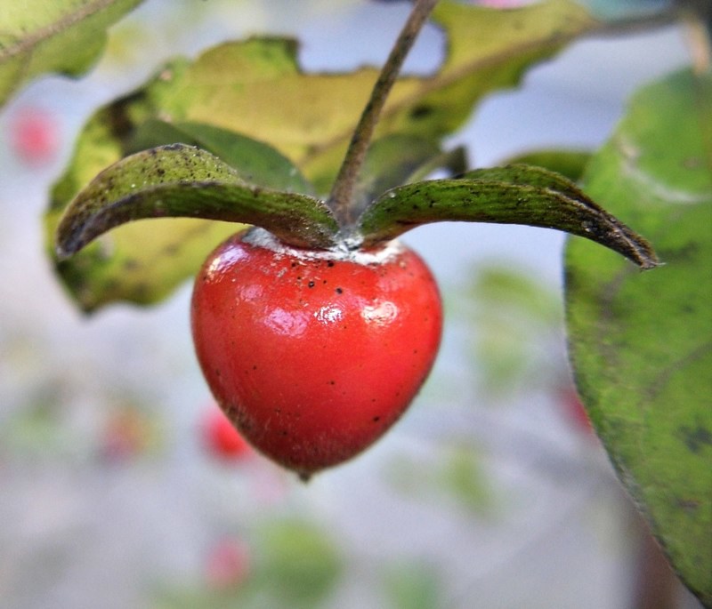 Red Rhombifolia Fruit Seeds for Planting