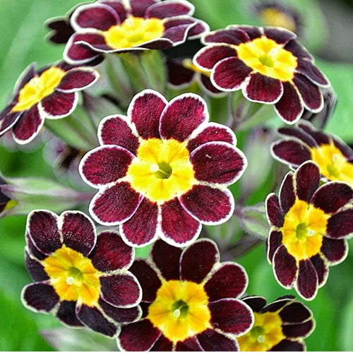 Maroon Yellow Primrose Flower seeds for Planting - Cottage Garden Essential, Heirloom & GMO Free Seeds for Home Garden