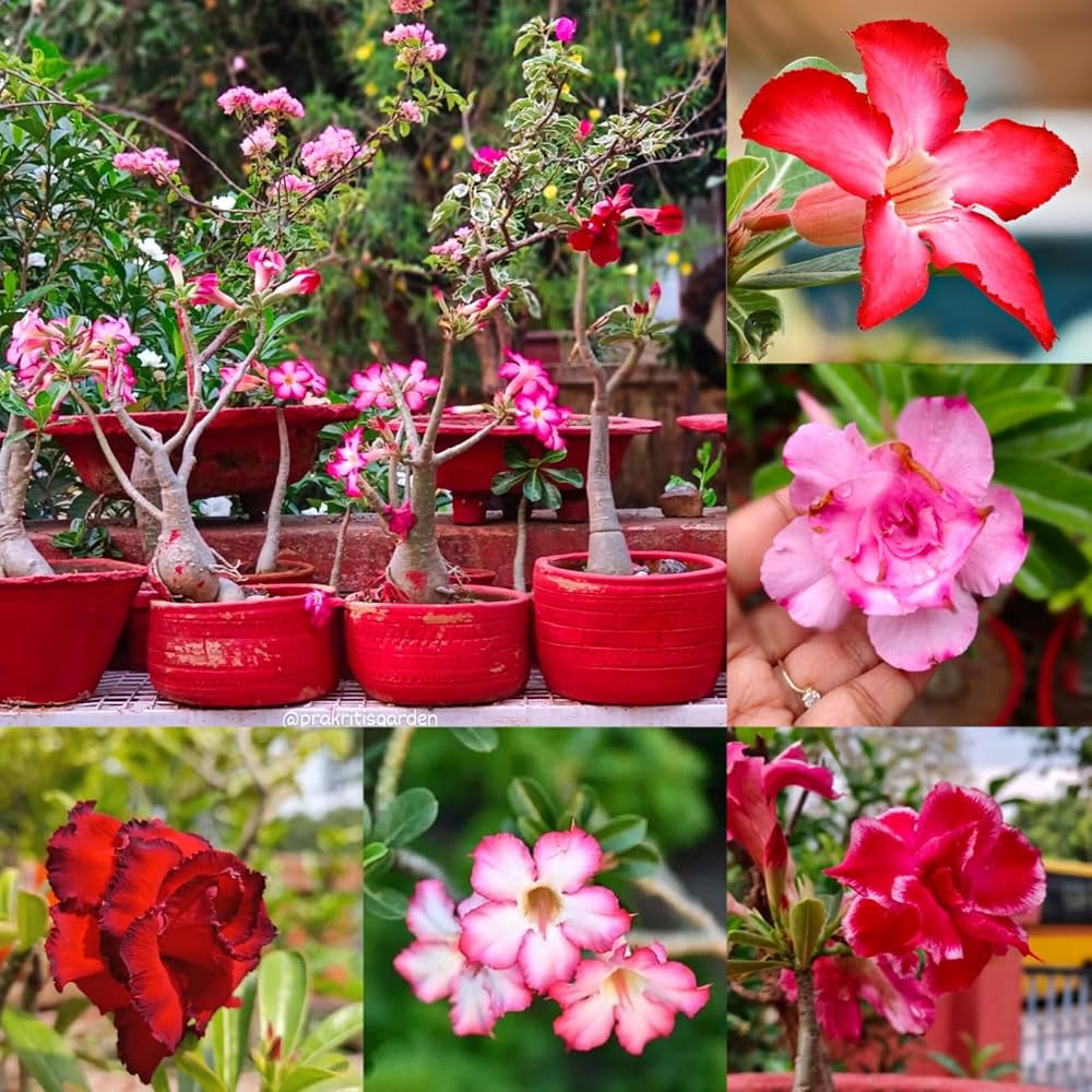 Mixed Adenium Rose Flower seeds for Planting - Bright Blooms, Heirloom & GMO Free Seeds for Home Garden