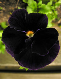 Black Pansy Halloween Flower Seeds for Unique Garden Decoration