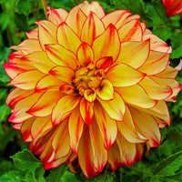 Dahlia Dahlia pinnata Flower Seeds for Planting in Flower Bed and Garden