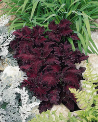 Black Dragon Coleus Flower seeds for Planting - Long Bloom Season, Heirloom & GMO Free Seeds for Home Garden