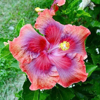Red Purple Hibiscus Flower Seeds for Planting Cut Flower Favorite Heirloom & GMO Free Seeds for Home Garden
 
 Sale