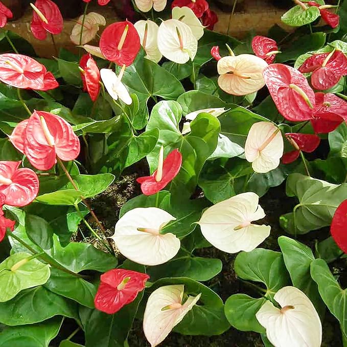 White Pink Anthurium Flower Seeds for Planting Garden Favorite Heirloom & GMO Free Seeds for Home Garden
 
 Sale