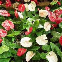 White Pink Anthurium Flower Seeds for Planting Garden Favorite Heirloom & GMO Free Seeds for Home Garden
 
 Sale