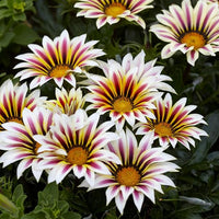 Gazania Flower Seeds, Wholesale, Rare Plants, Bonsai Organic Seeds