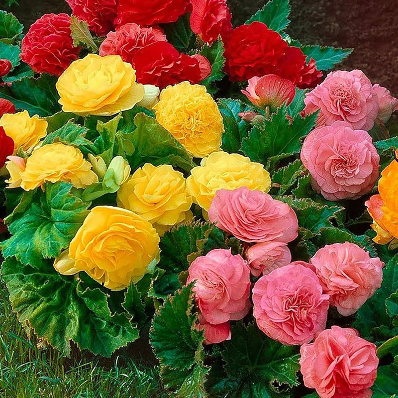 Begonia Mixed Seeds for Planting  Colorful Annual Flowers