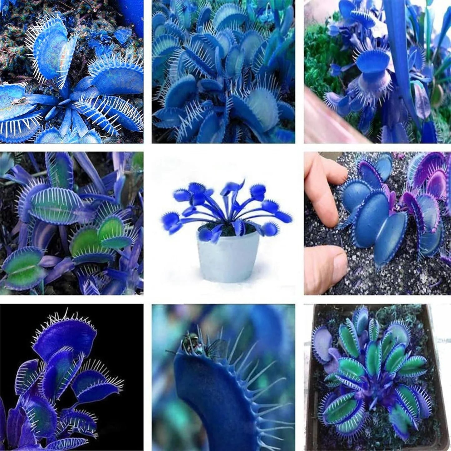 Blue Venus Fly Trap Flower seeds for Planting Sun Loving Heirloom & GMO Free Seeds for Home Garden