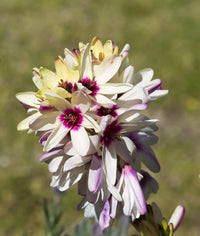 Ixia Flower seeds for Planting - Pollinator Friendly, Heirloom & GMO Free Seeds for Home Garden
