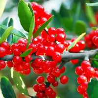 Yaupon Flower seeds for Planting Easy to Grow Heirloom & GMO Free Seeds for Home Garden