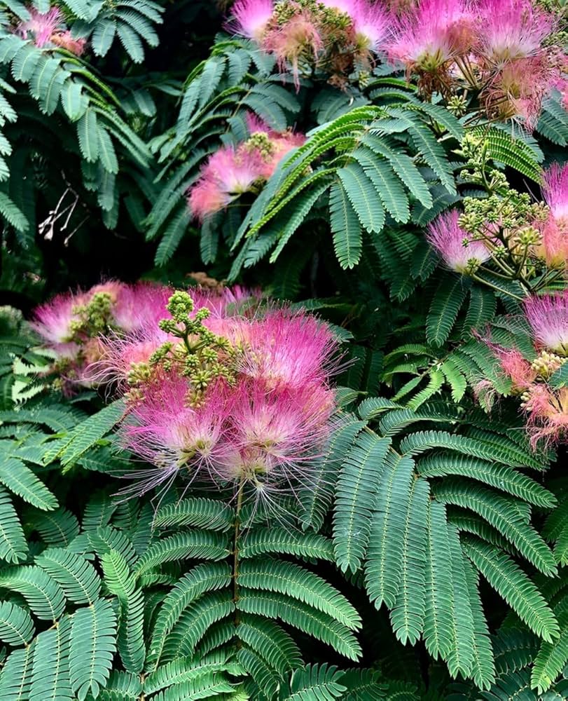 Albizia Julibrissin Flower seeds for Planting Low Maintenance Heirloom & GMO Free Seeds for Home Garden