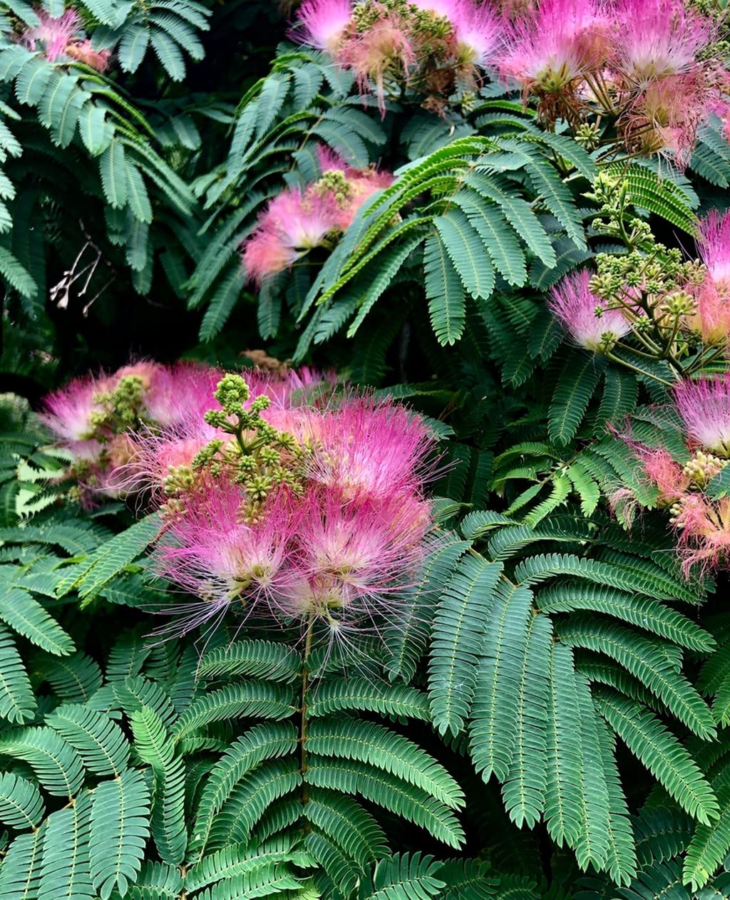 Albizia Flower Seeds, Mimosa Silk Tree Seeds for Flower Pot Plants, DIY Home Garden