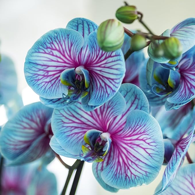 Phalaenopsis Orchid Phalaenopsis spp Flower Seeds for Planting in Indoor Garden