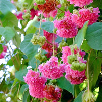 Dombeya Pink Flower Seeds for Planting - Vibrant Blooms for Your Garden