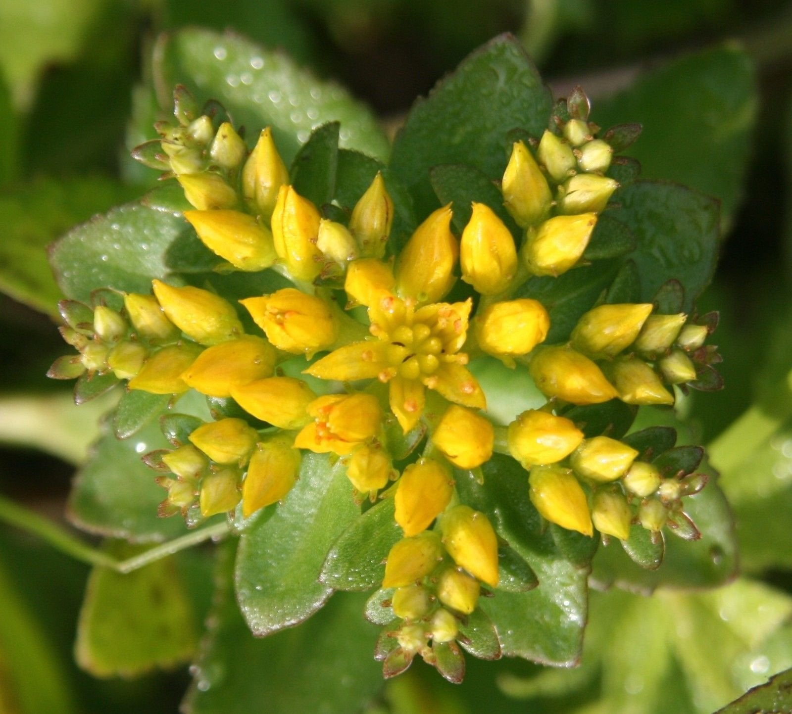 Yellow Aizoon Flower Seeds Planting