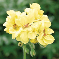 Yellow Geranium Seeds for Vibrant Garden Planting