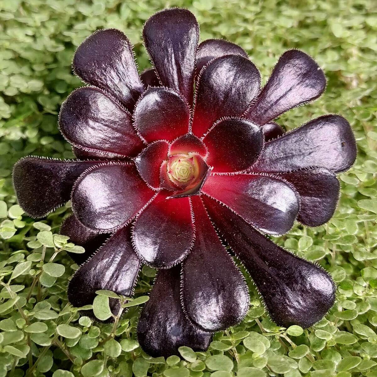 Black Succulent Flower Seeds Drought Tolerant Heirloom & GMO Free Seeds for Home Garden
 
 Sale