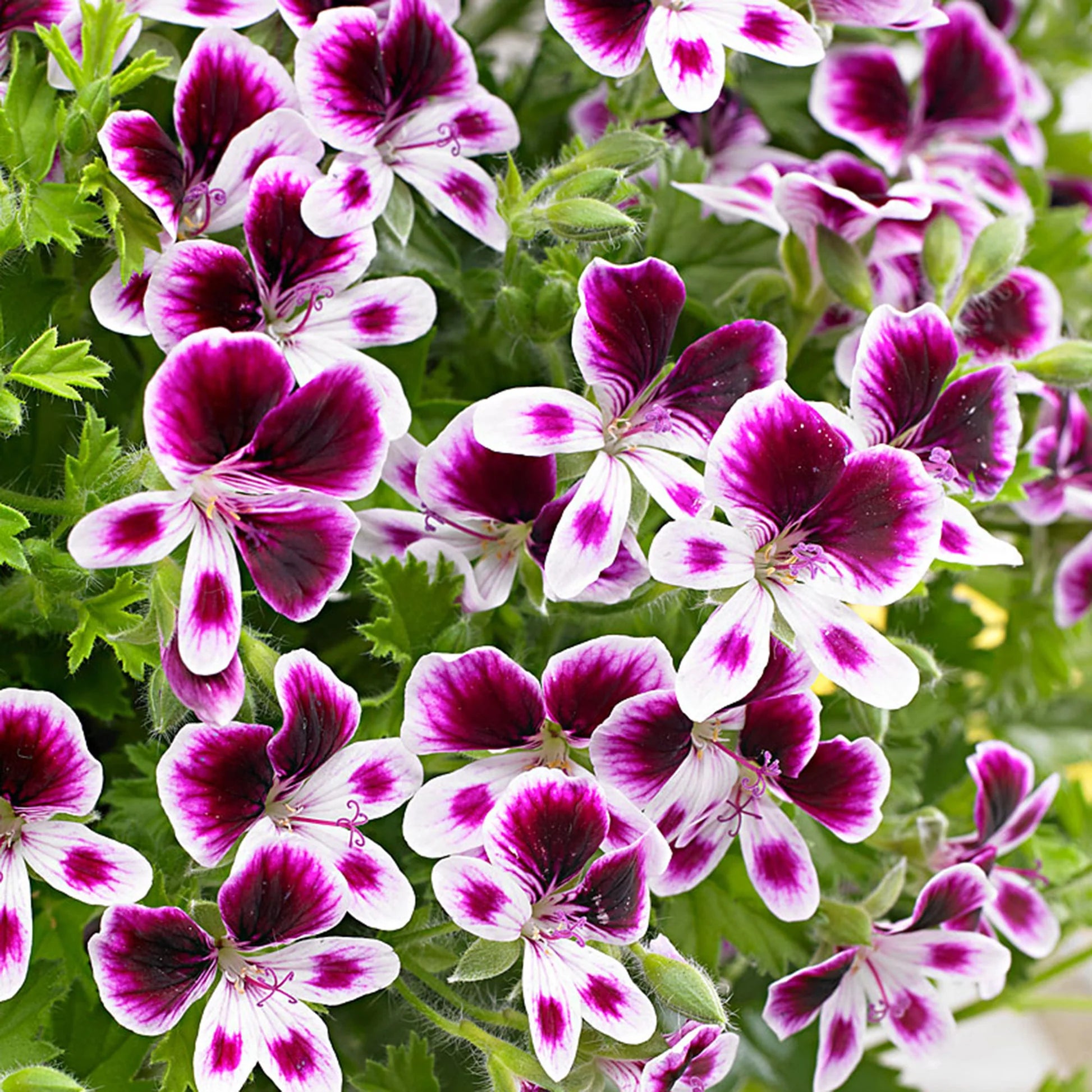 Violet Geranium Pelargonium Flower Seeds for Planting Vibrant Colors Heirloom & GMO Free Seeds for Home Garden
 
 Sale