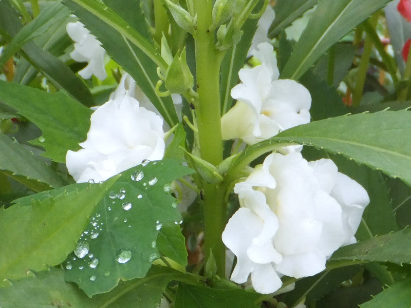 White Balsamina Flower seeds for Planting Wildflower Mix Heirloom & GMO Free Seeds for Home Garden 
 
 Sale