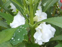 White Balsamina Flower seeds for Planting Wildflower Mix Heirloom & GMO Free Seeds for Home Garden 
 
 Sale