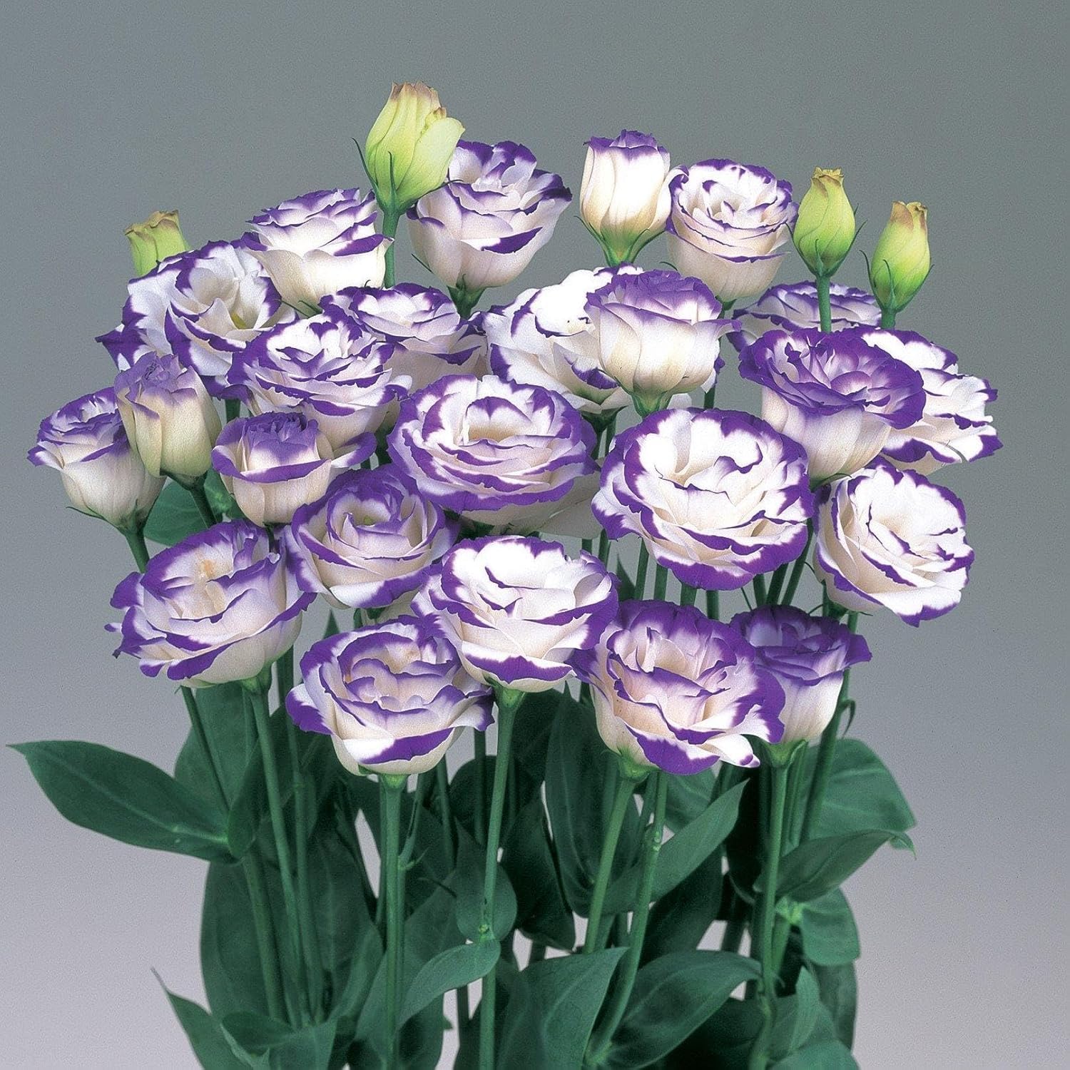White & Blue Eustoma (Lisianthus) Flower seeds for Planting - Seasonal Bloomer, Heirloom & GMO Free Seeds for Home Garden