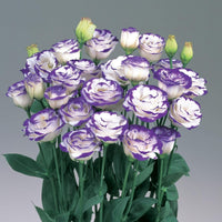 White & Blue Eustoma (Lisianthus) Flower seeds for Planting - Seasonal Bloomer, Heirloom & GMO Free Seeds for Home Garden